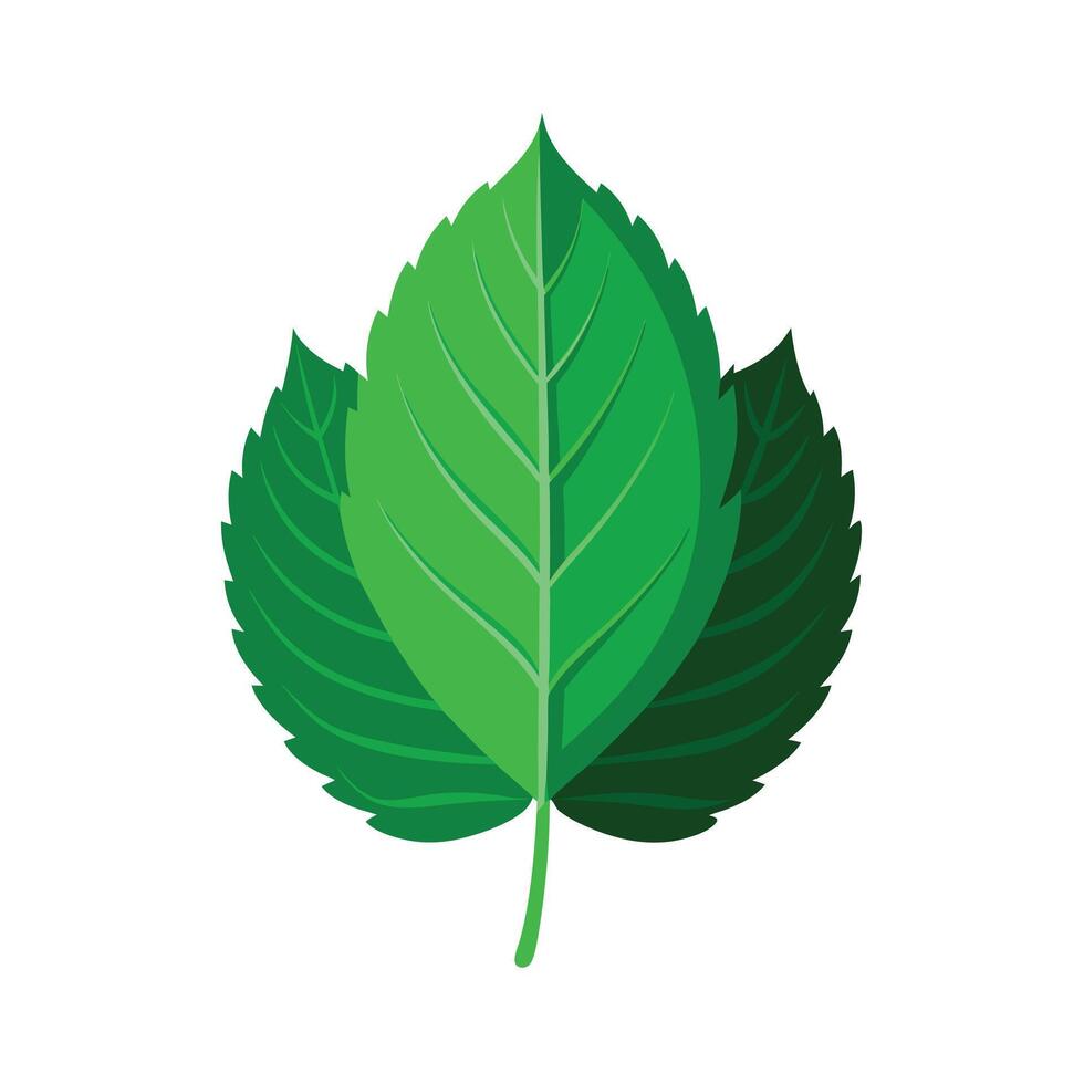 Realistic Beautiful Leaves Illustration vector