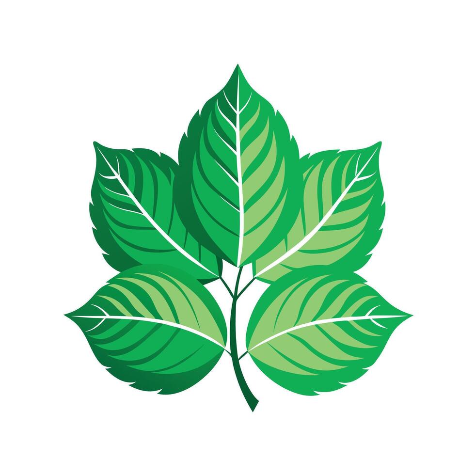 Realistic Beautiful Leaves Illustration vector