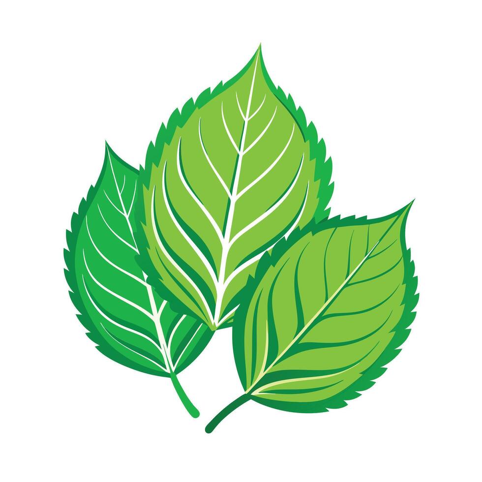 Realistic Beautiful Leaves Illustration vector
