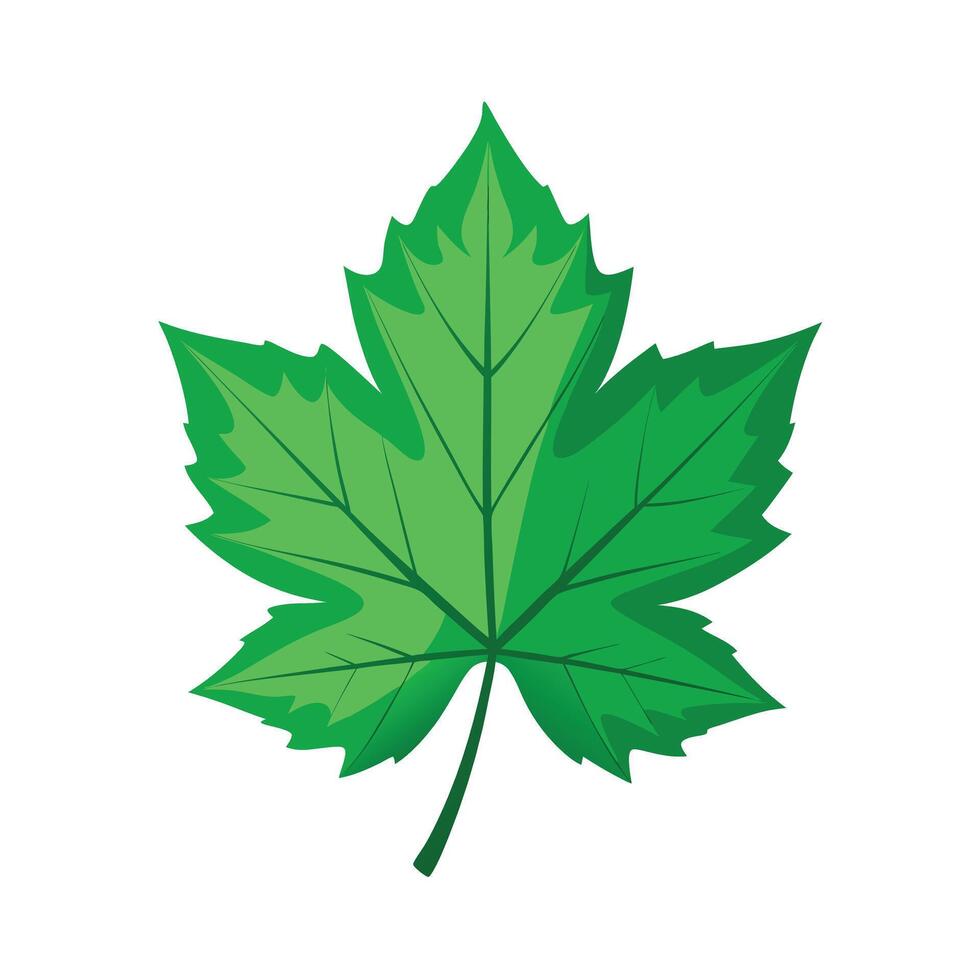 Realistic Beautiful Leaves Illustration vector