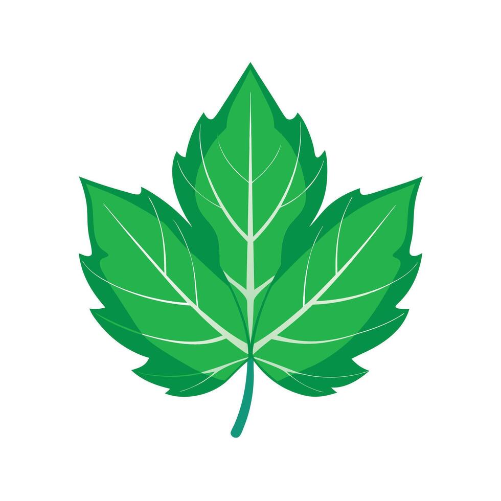 Realistic Beautiful Leaves Illustration vector