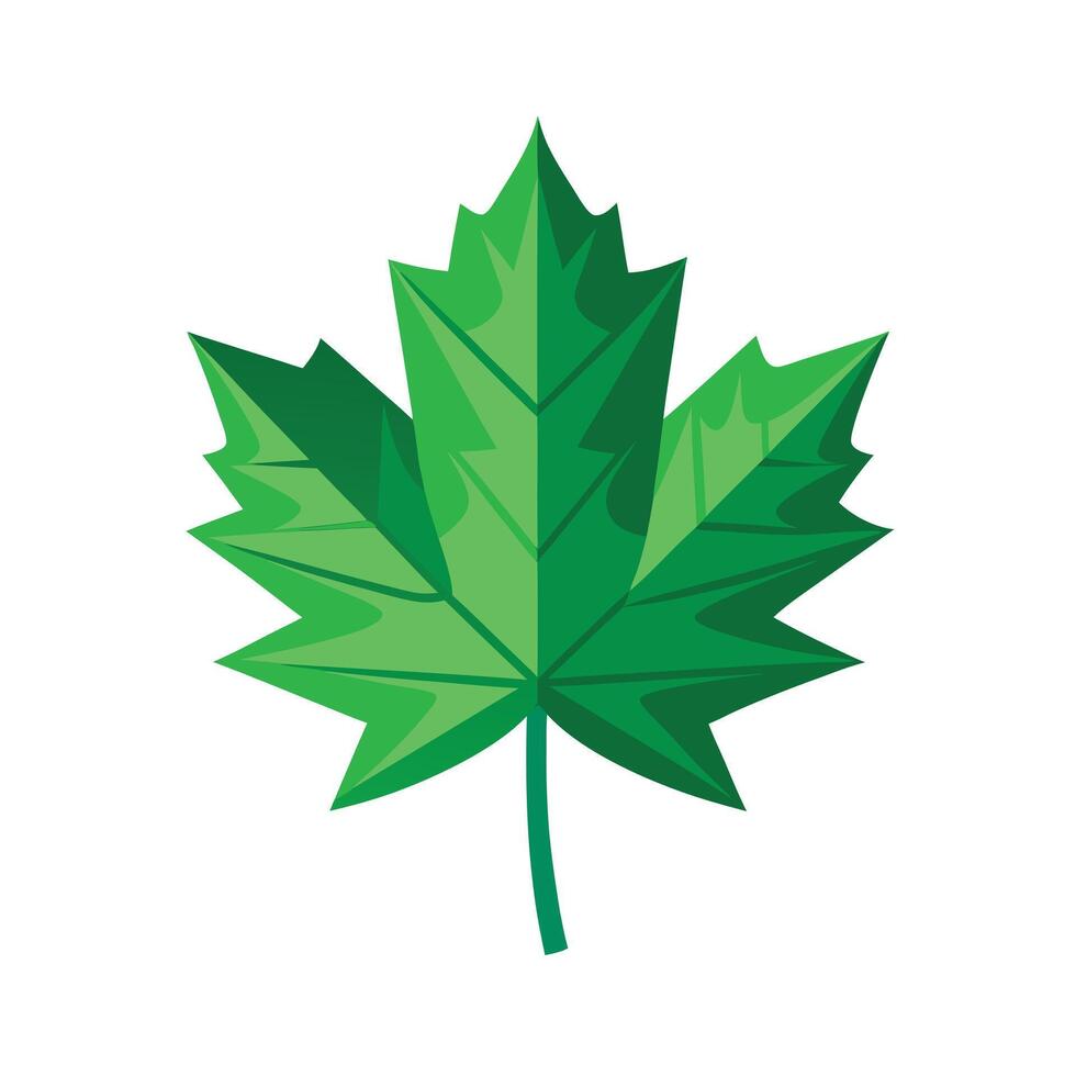 Realistic Beautiful Leaves Illustration vector