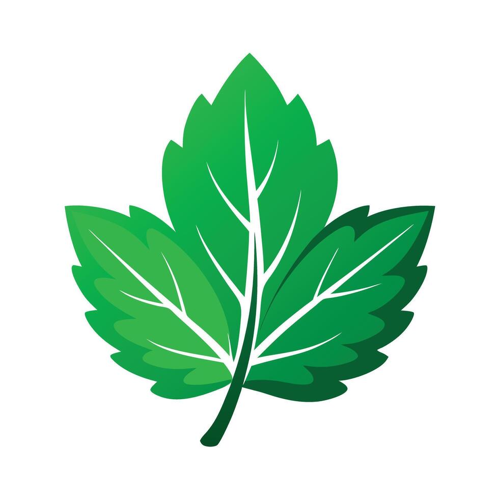 Realistic Beautiful Leaves Illustration vector