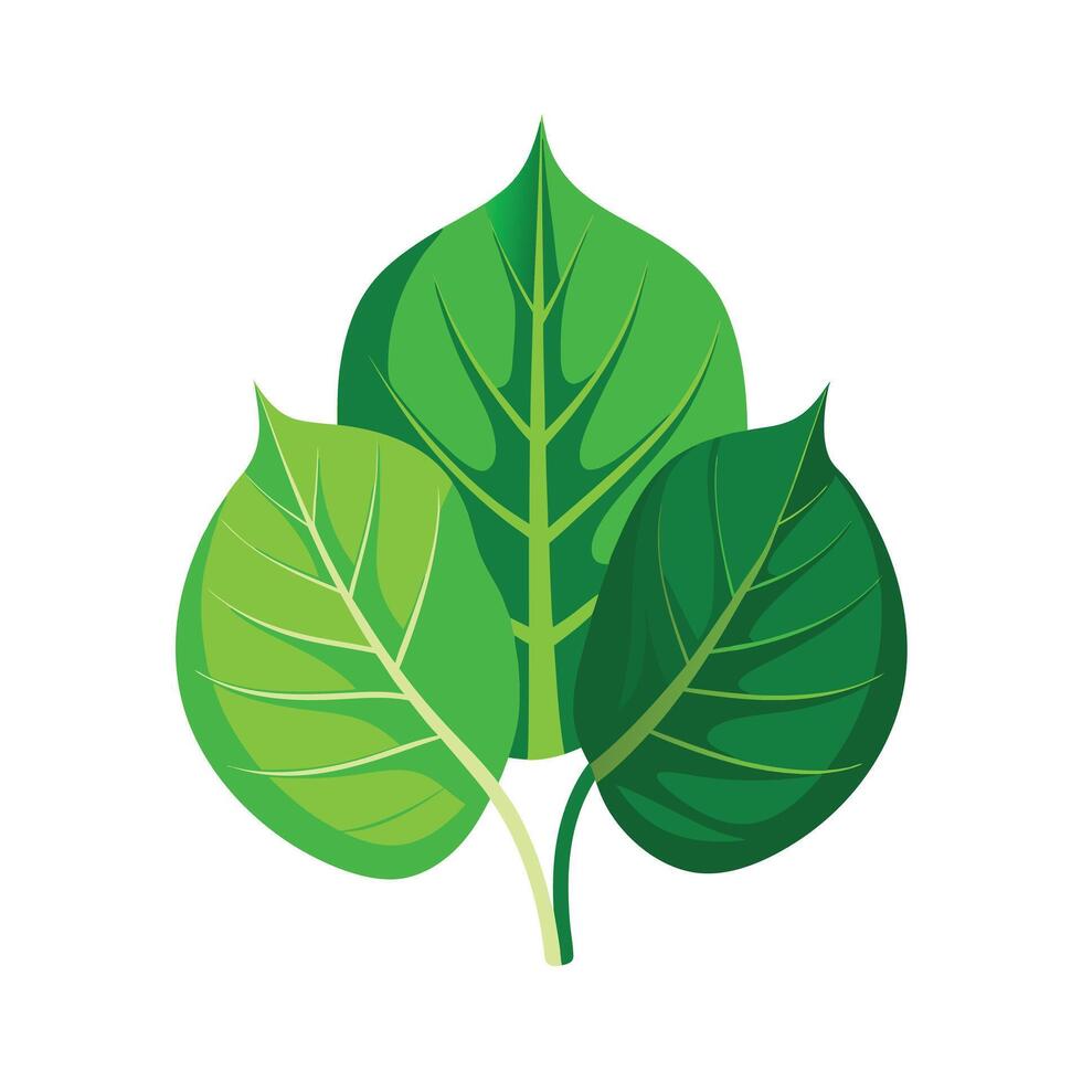 Realistic Beautiful Leaves Illustration vector