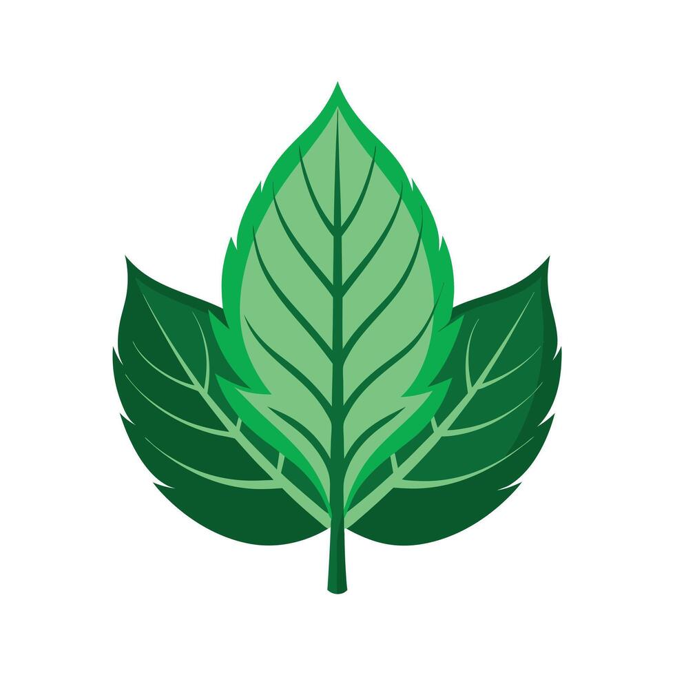 Realistic Beautiful Leaves Illustration vector