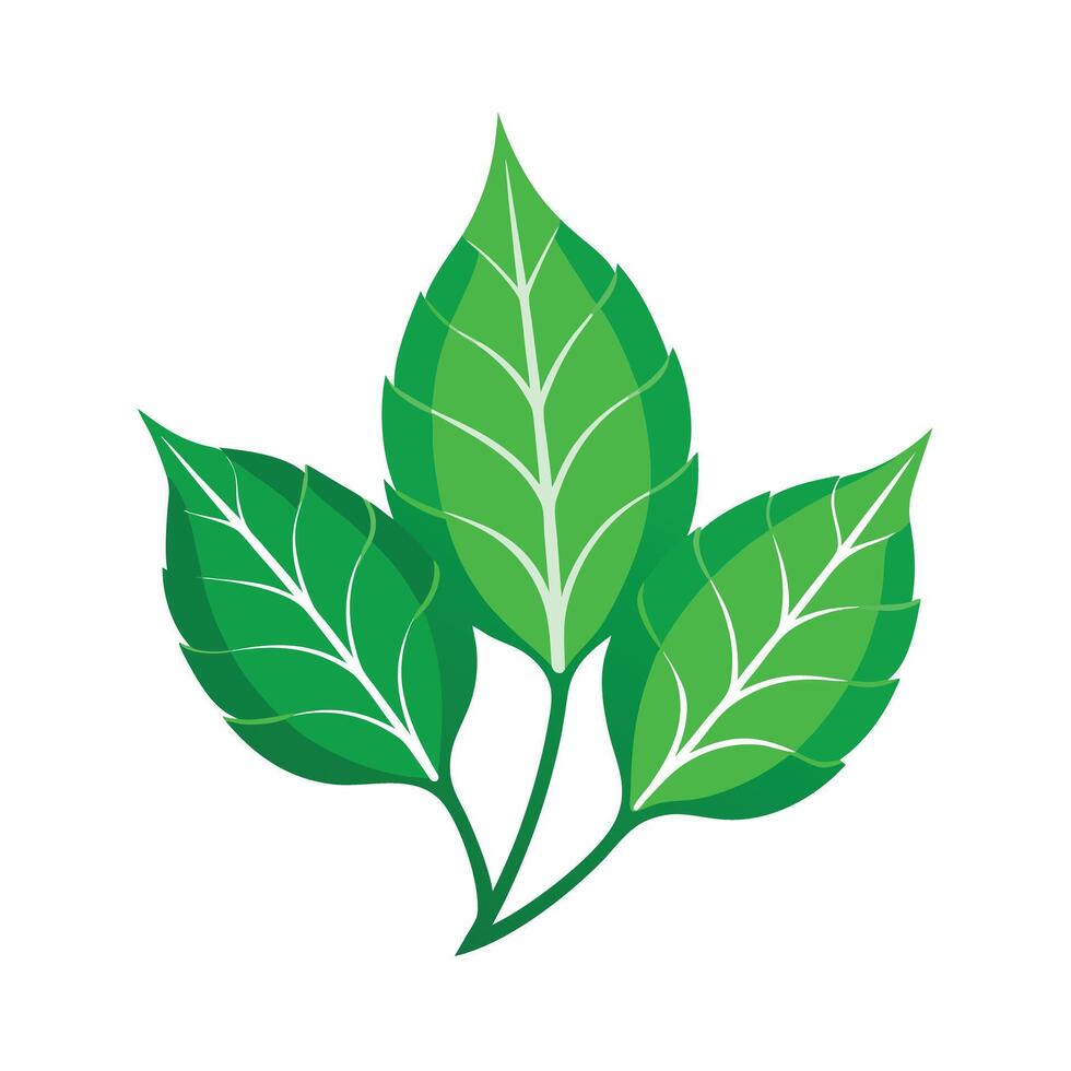 Realistic Beautiful Leaves Illustration vector