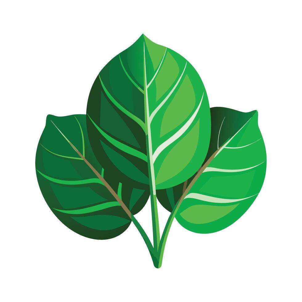Realistic Beautiful Leaves Illustration vector