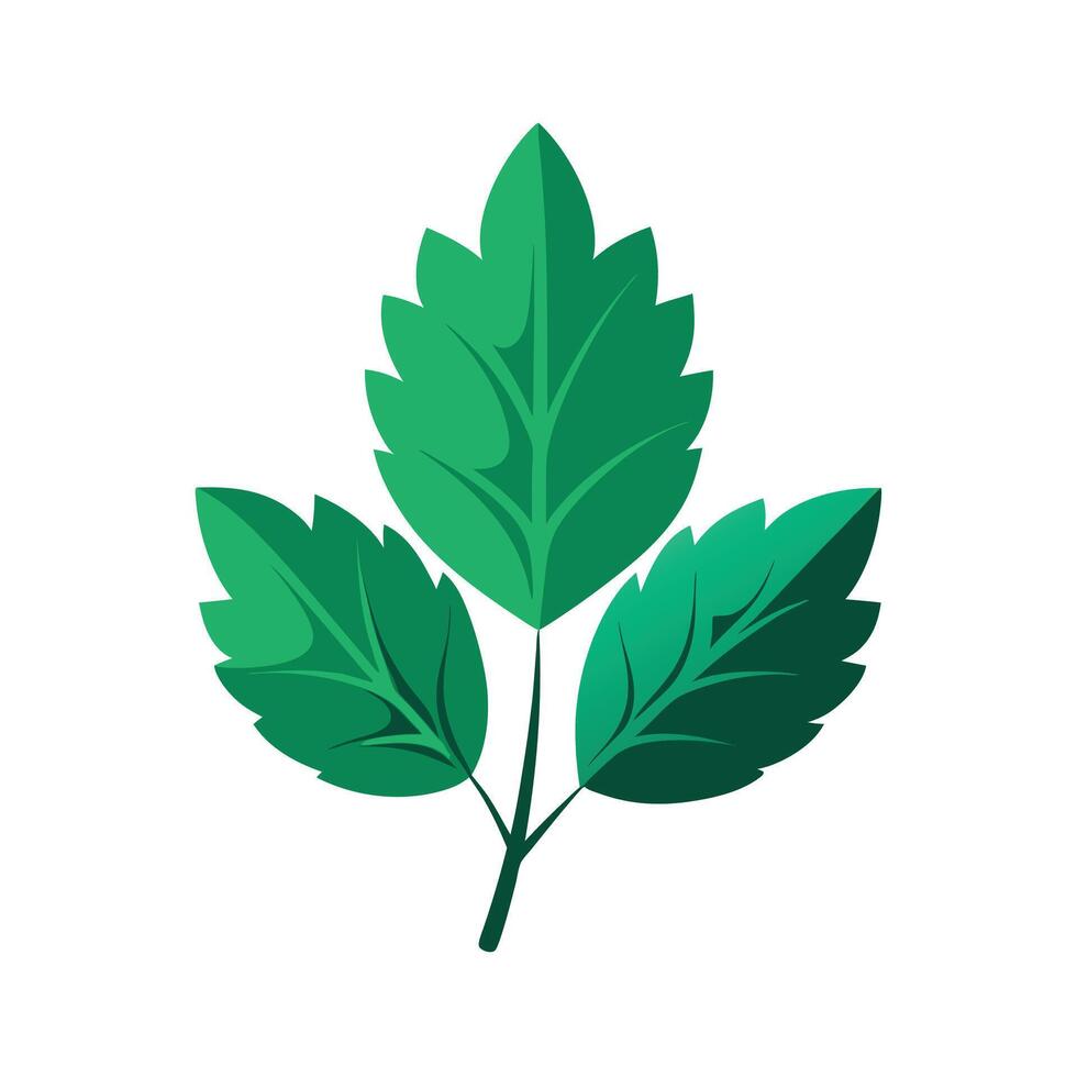 Realistic Beautiful Leaves Illustration vector