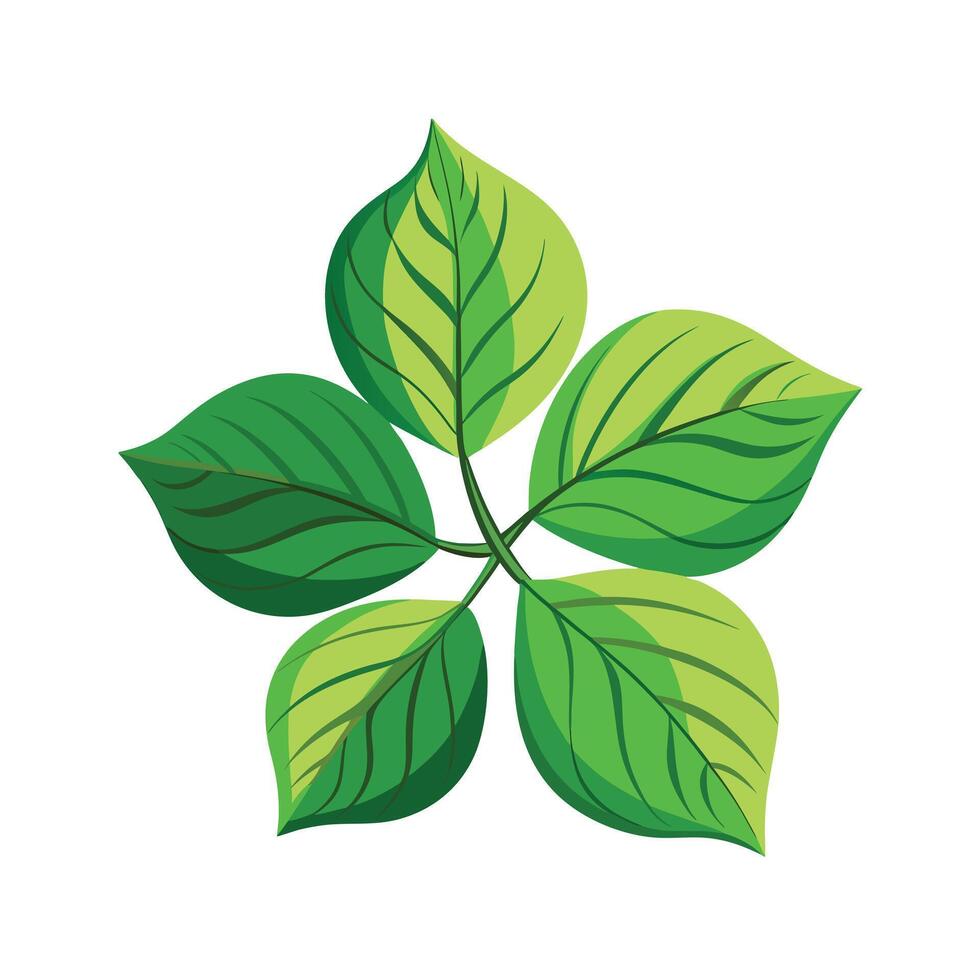 Realistic Beautiful Leaves Illustration vector