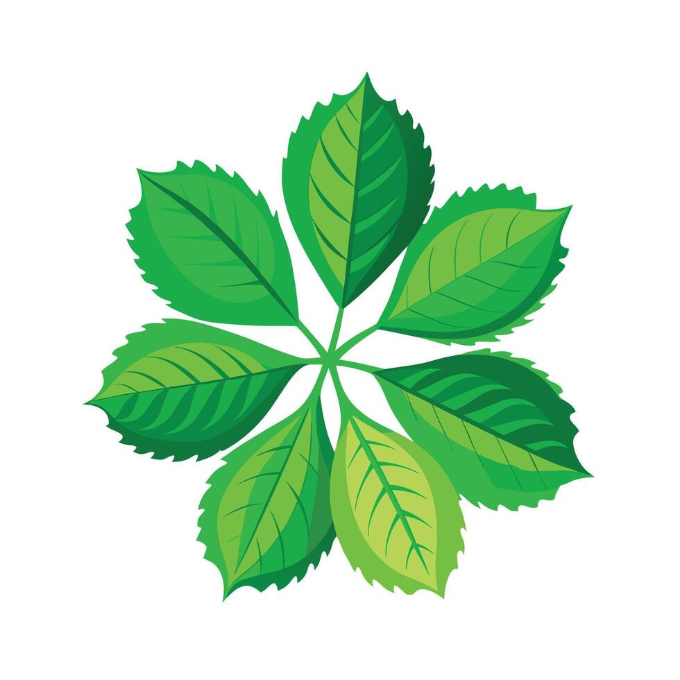 Realistic Beautiful Leaves Illustration vector