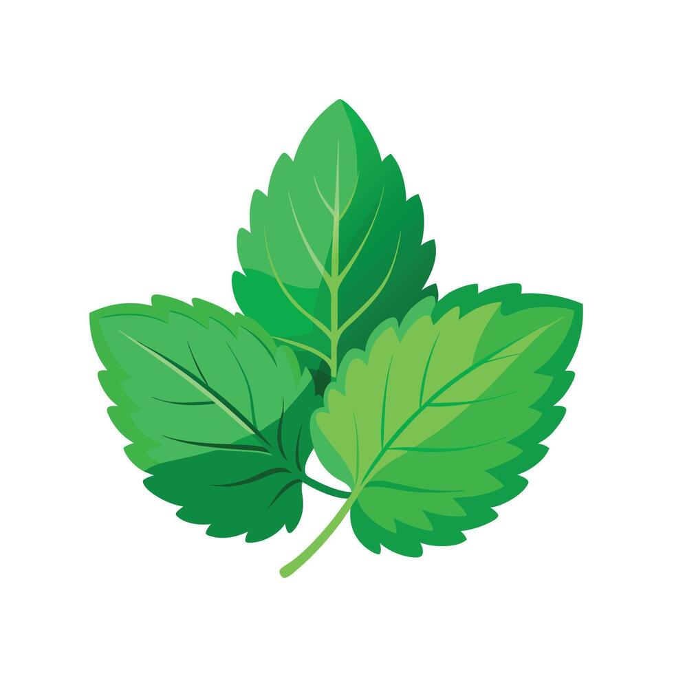 Realistic Beautiful Leaves Illustration vector