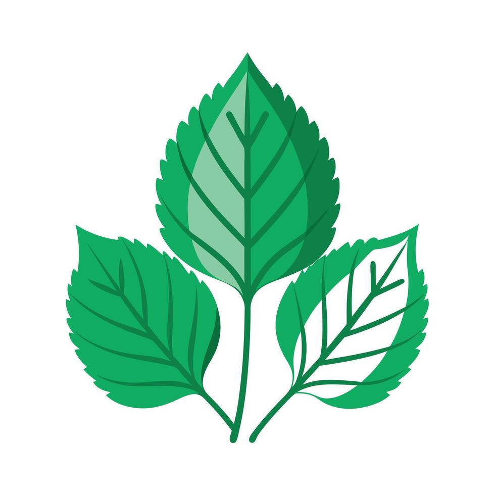 Realistic Beautiful Leaves Illustration vector