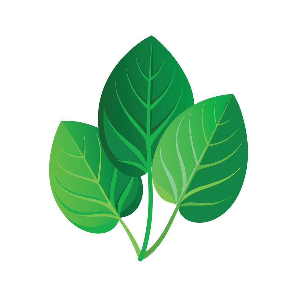 Realistic Beautiful Leaves Illustration vector