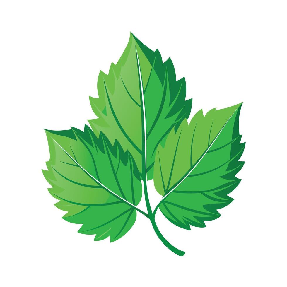Realistic Beautiful Leaves Illustration vector