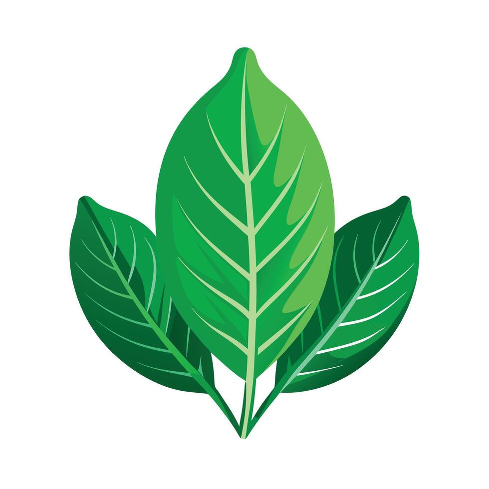 Realistic Beautiful Leaves Illustration vector