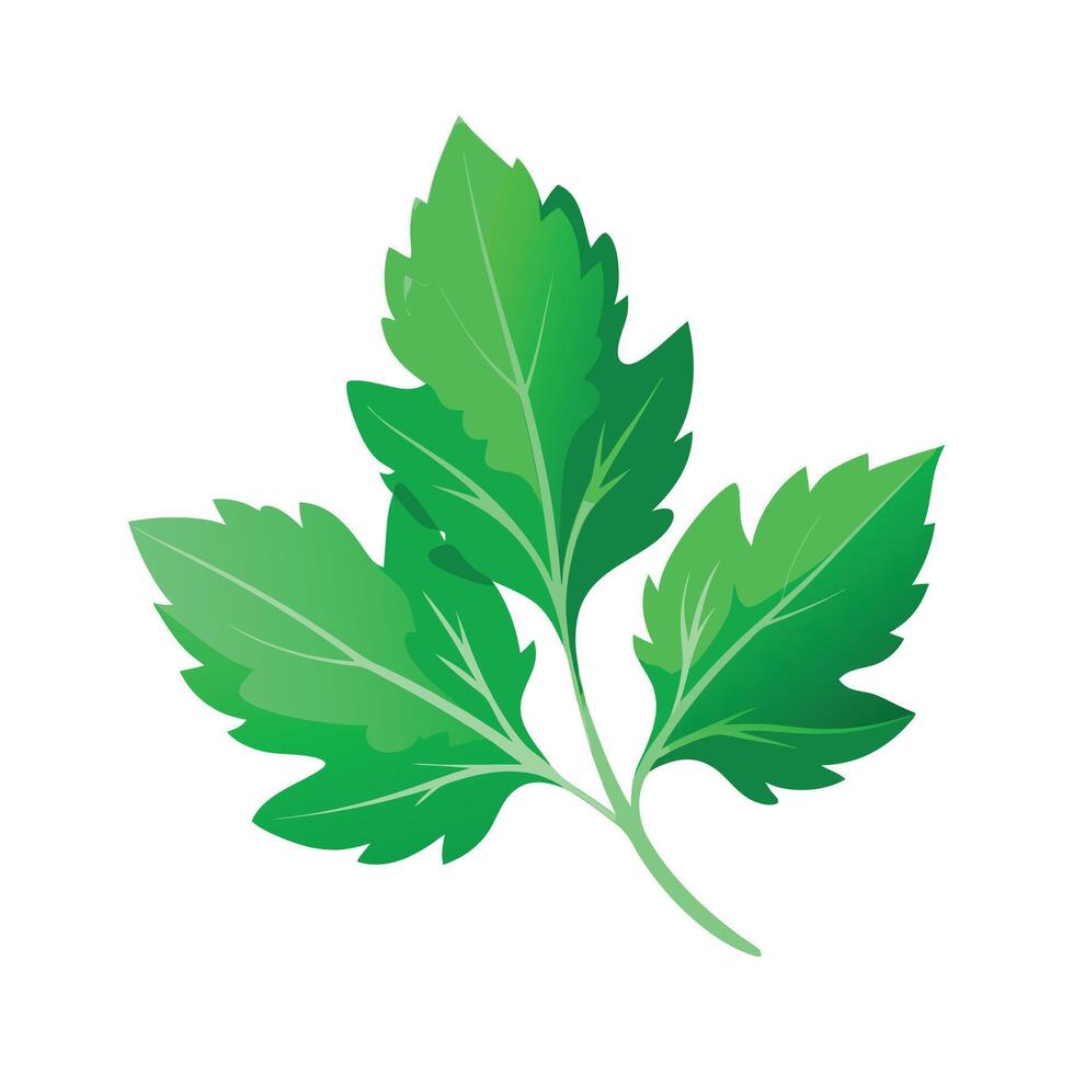 Realistic Beautiful Leaves Illustration vector