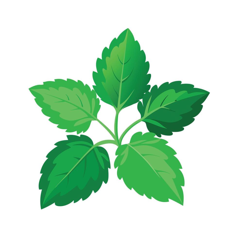 Realistic Beautiful Leaves Illustration vector