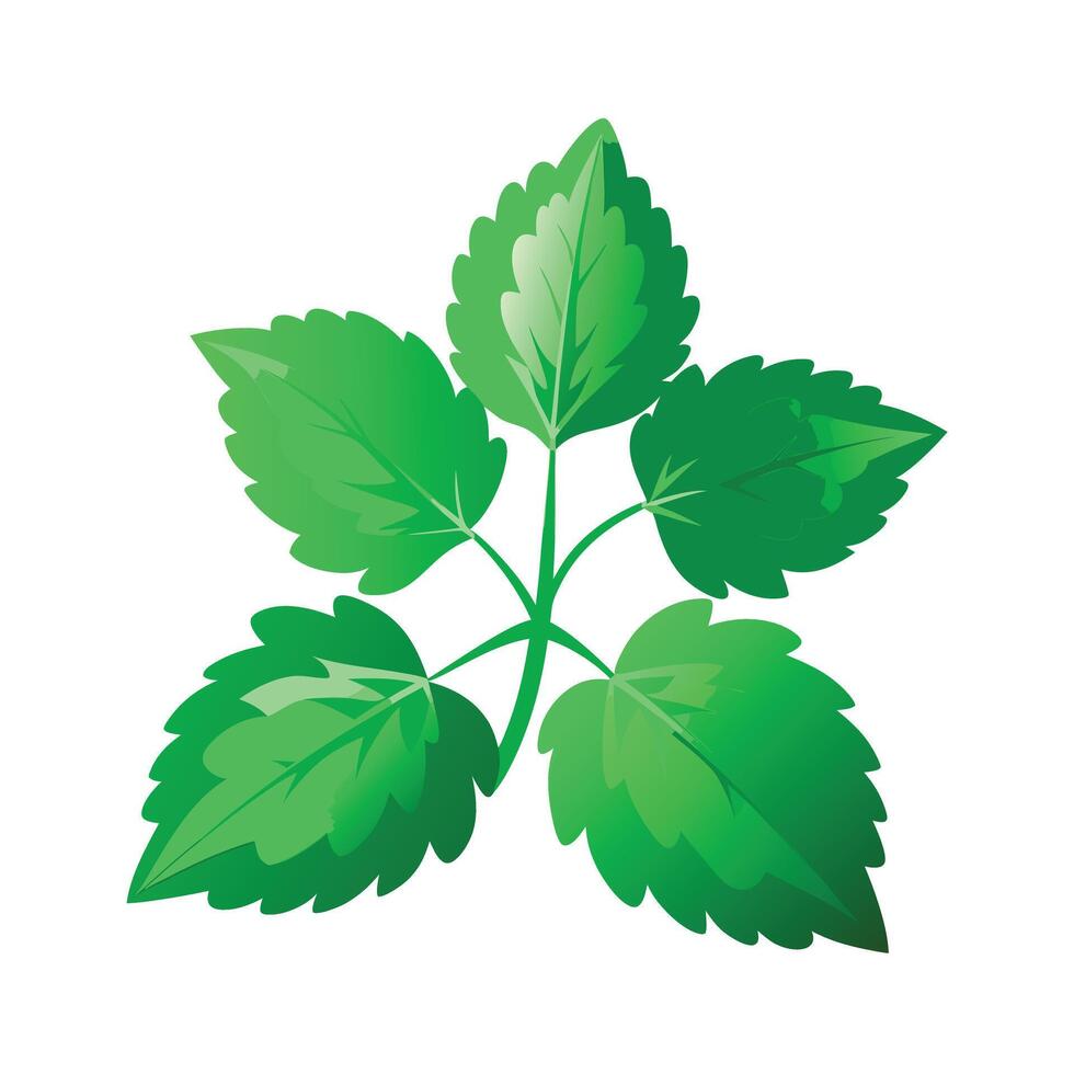 Realistic Beautiful Leaves Illustration vector