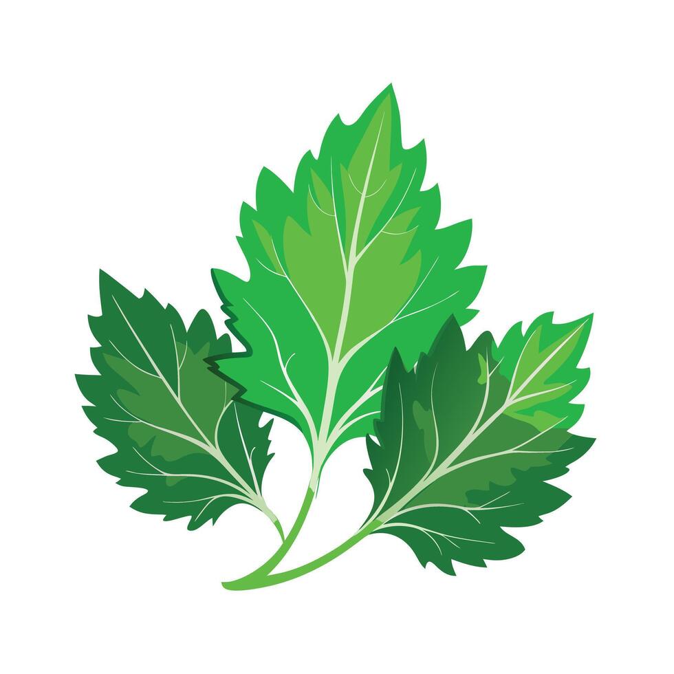 Realistic Beautiful Leaves Illustration vector