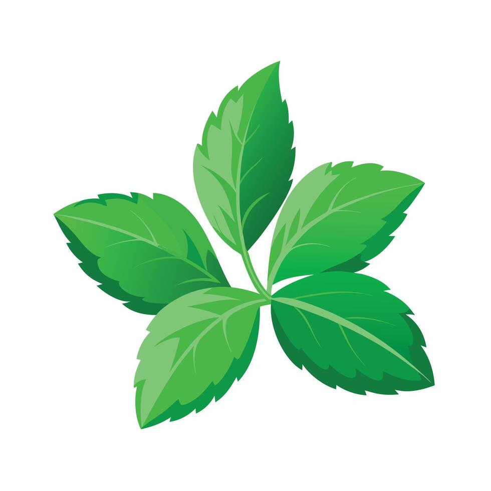 Realistic Beautiful Leaves Illustration vector