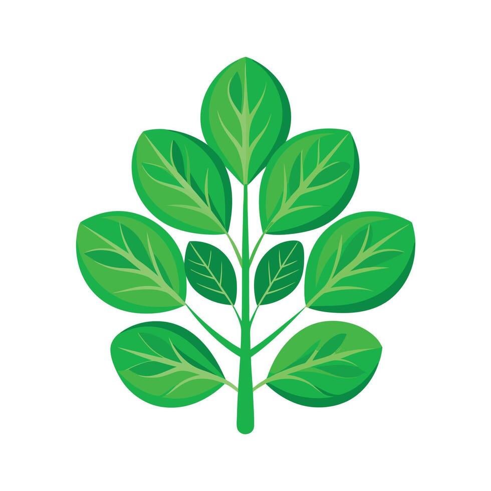 Realistic Beautiful Leaves Illustration vector