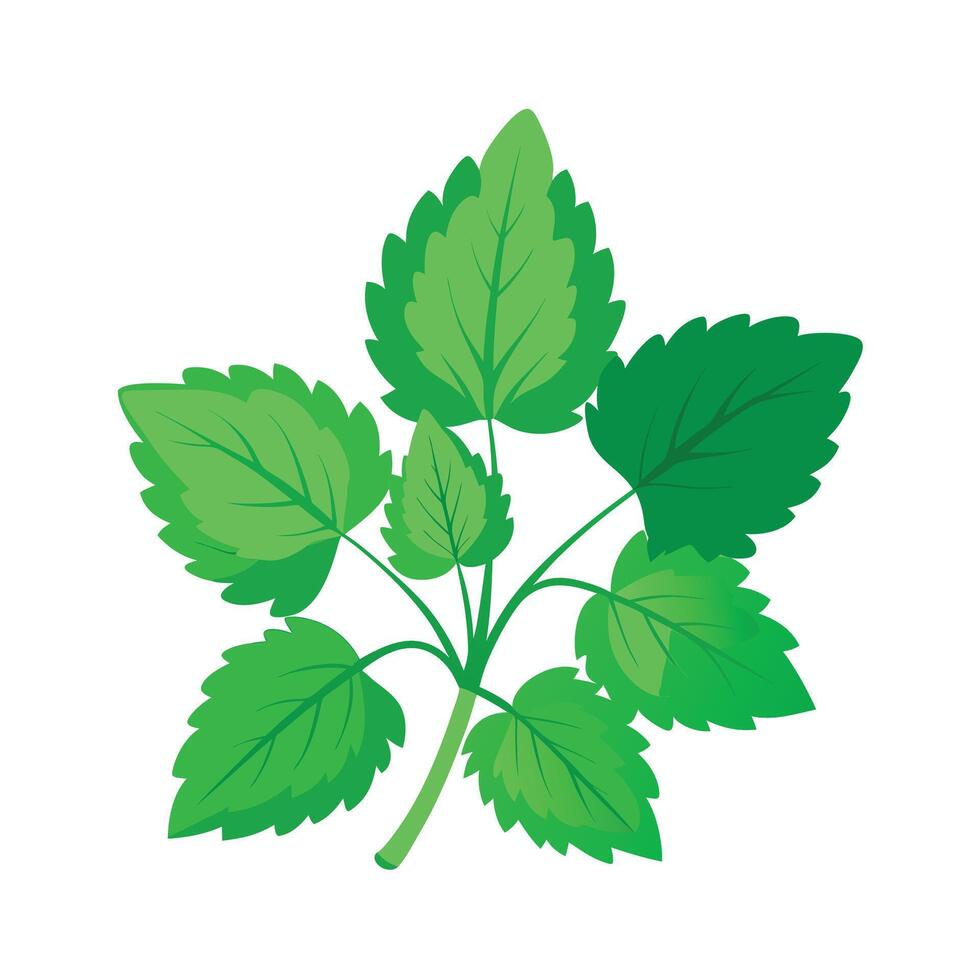 Realistic Beautiful Leaves Illustration vector