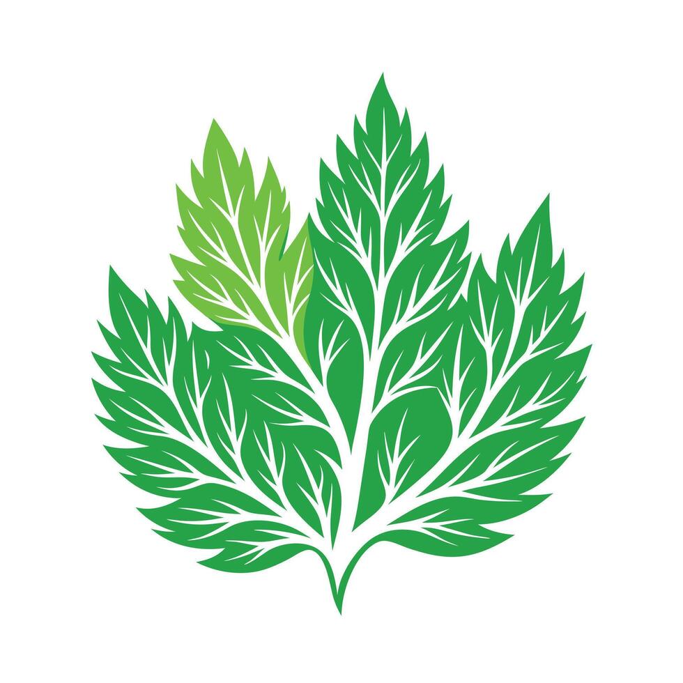 Realistic Beautiful Leaves Illustration vector