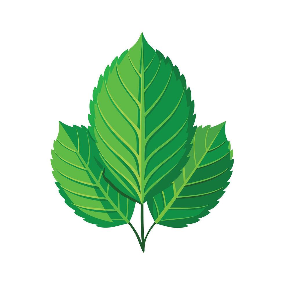 Realistic Beautiful Leaves Illustration vector