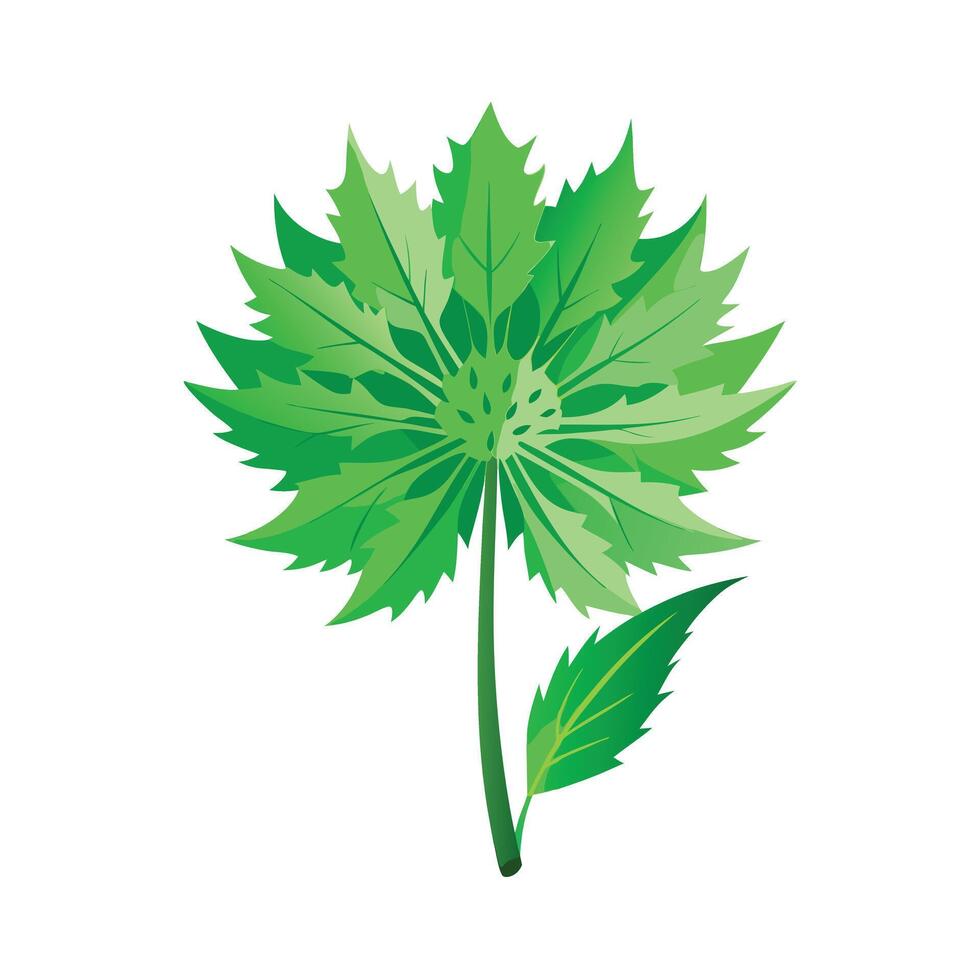 Realistic Beautiful Leaves Illustration vector