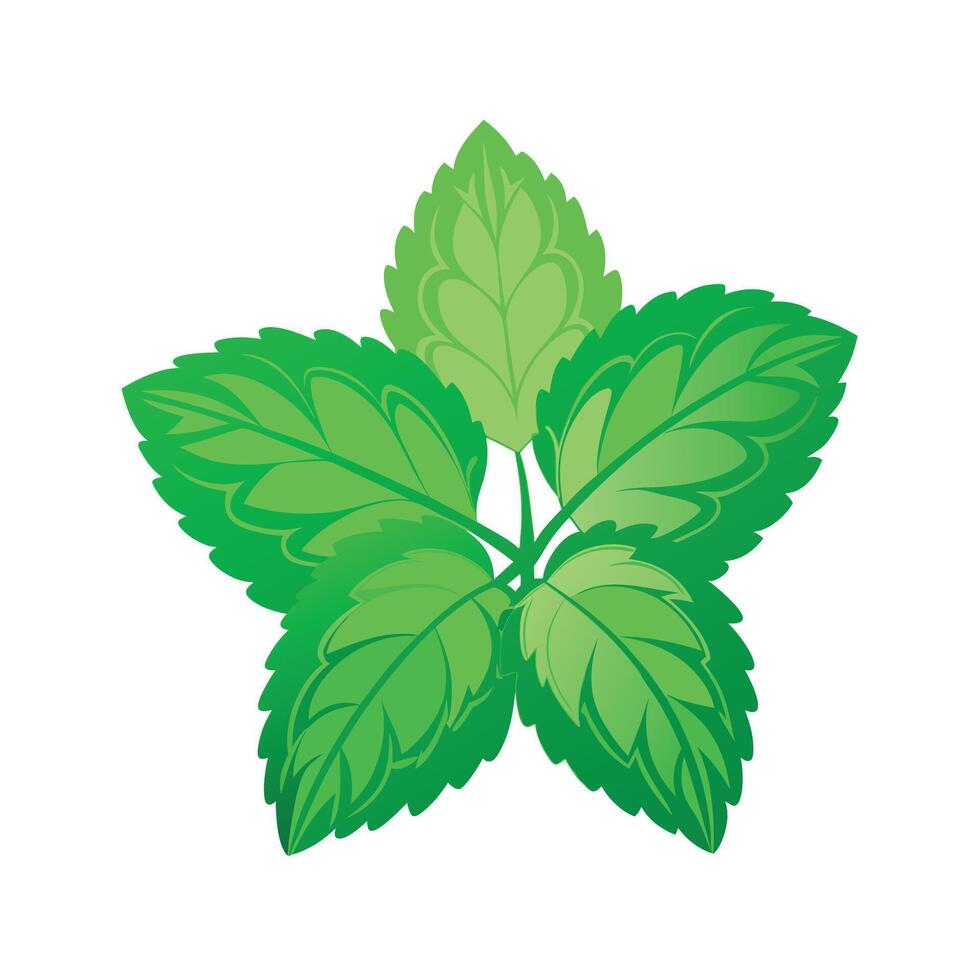 Realistic Beautiful Leaves Illustration vector