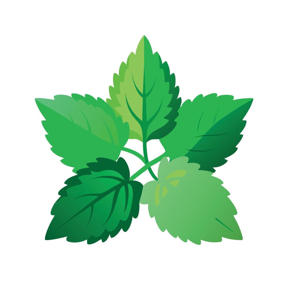 Realistic Beautiful Leaves Illustration vector