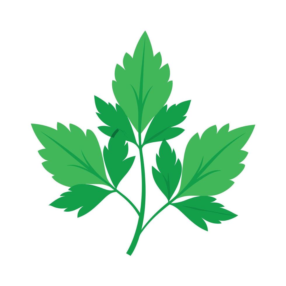 Realistic Beautiful Leaves Illustration vector