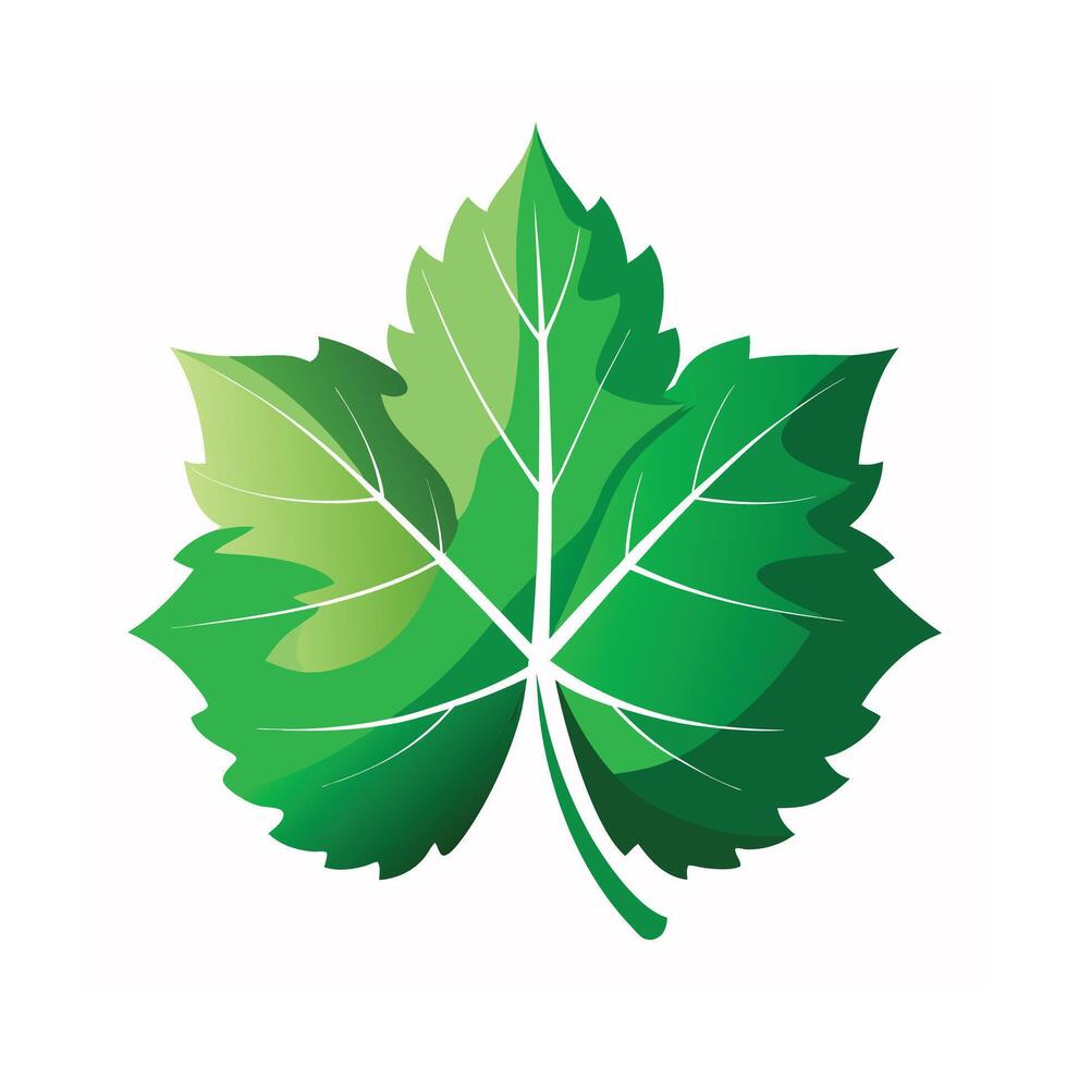 Realistic Beautiful Leaves Illustration vector