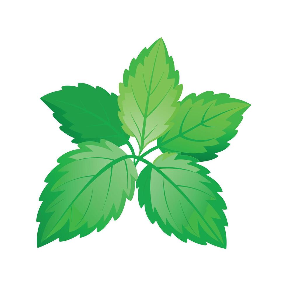 Realistic Beautiful Leaves Illustration vector
