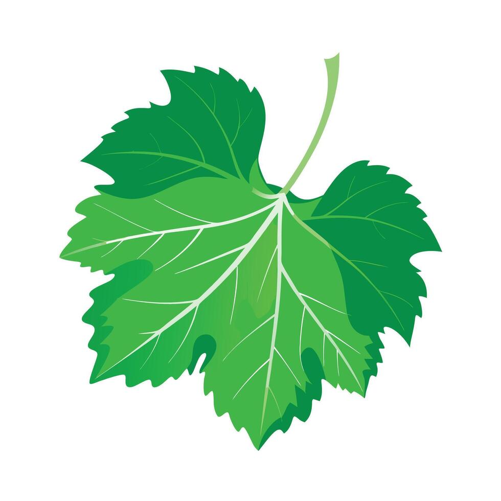 Realistic Beautiful Leaves Illustration vector