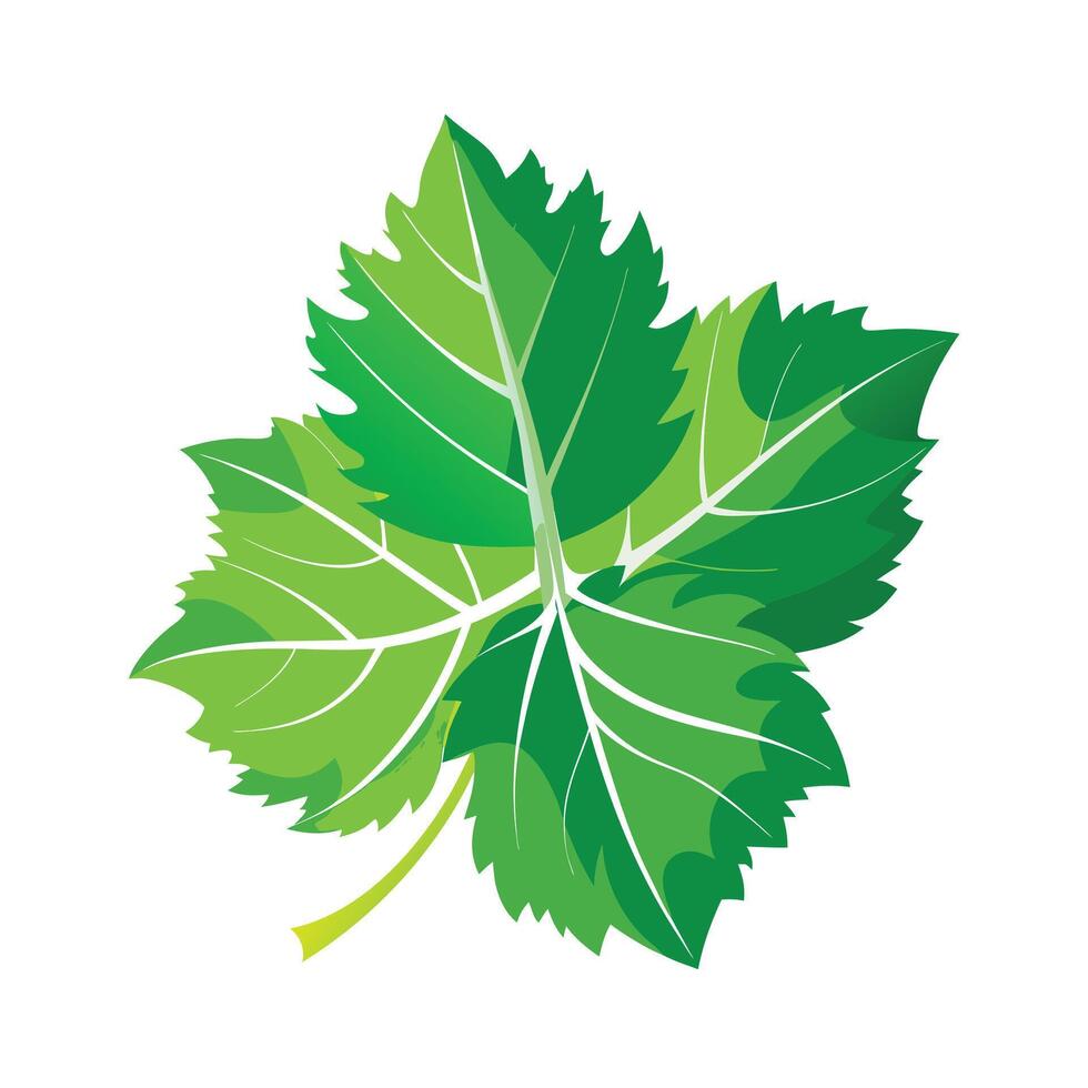 Realistic Beautiful Leaves Illustration vector