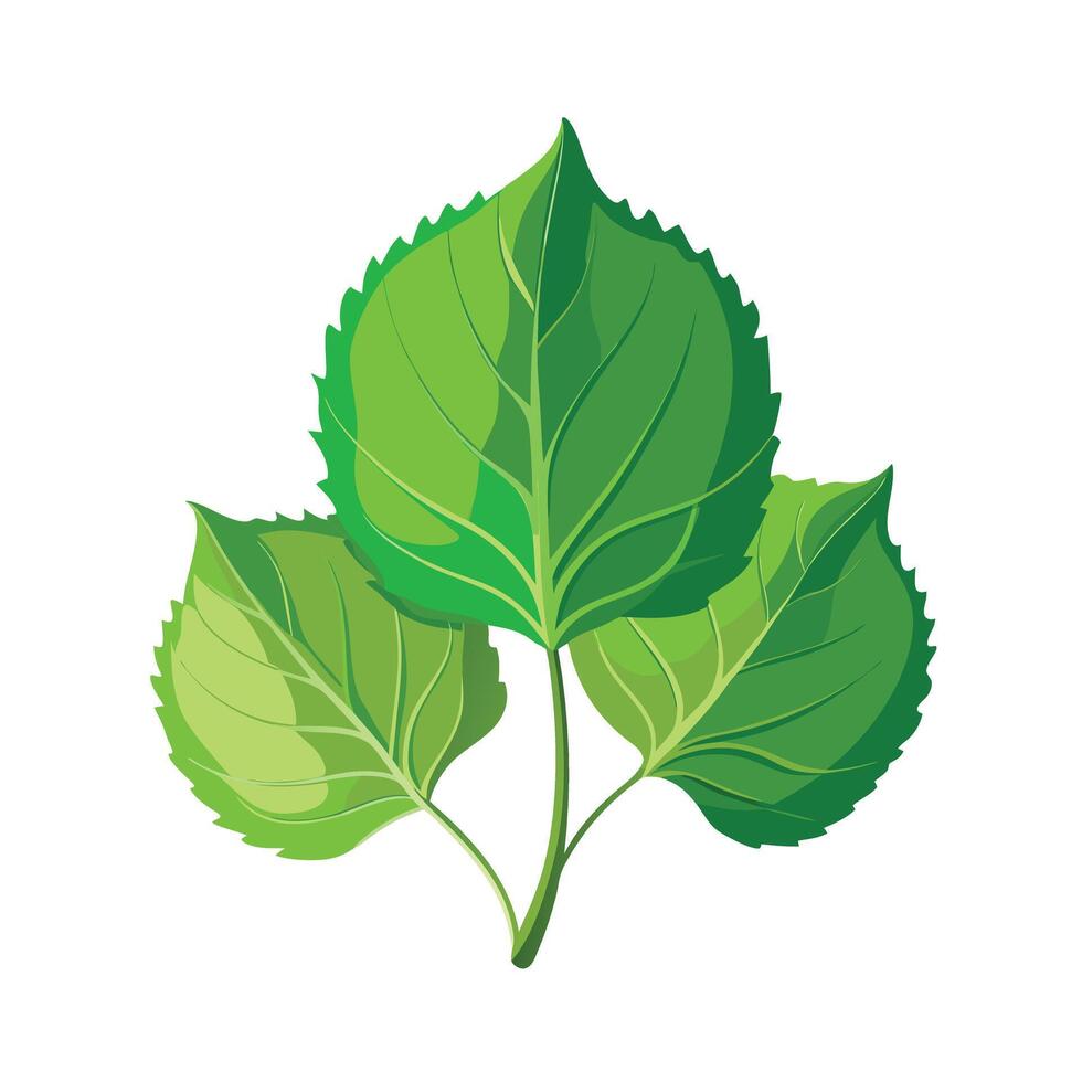 Realistic Beautiful Leaves Illustration vector
