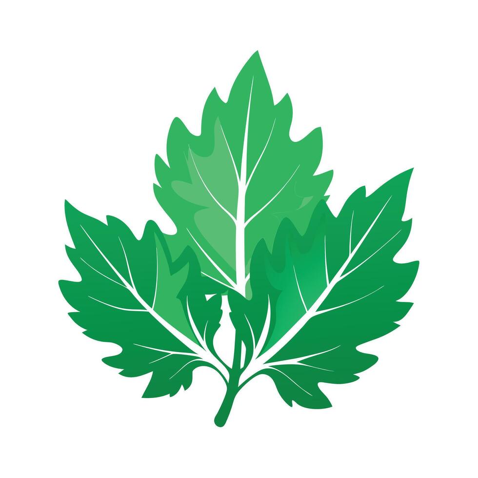 Realistic Beautiful Leaves Illustration vector