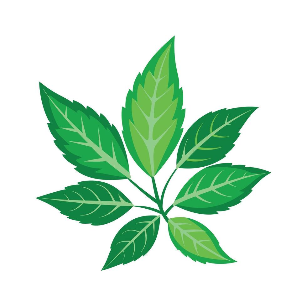 Realistic Beautiful Leaves Illustration vector
