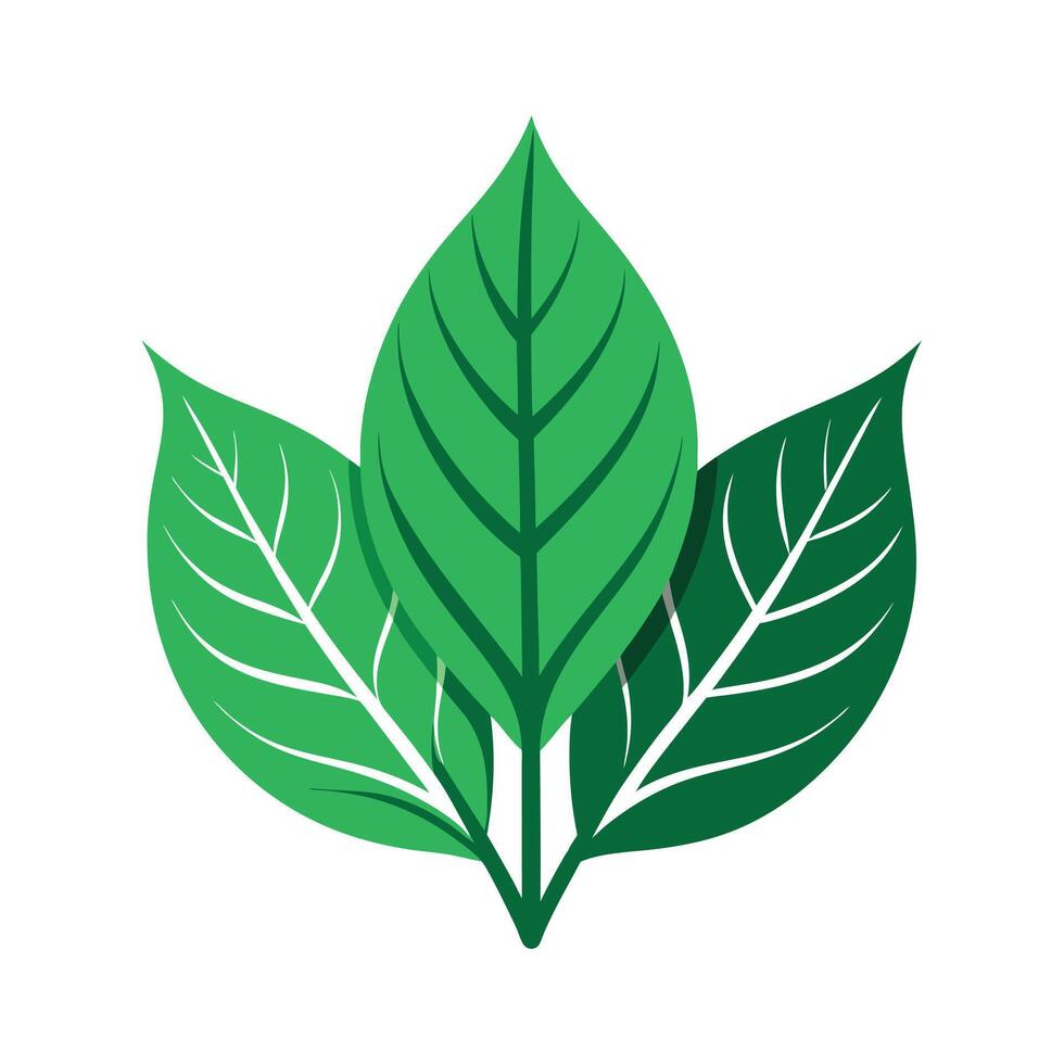Realistic Beautiful Leaves Illustration vector
