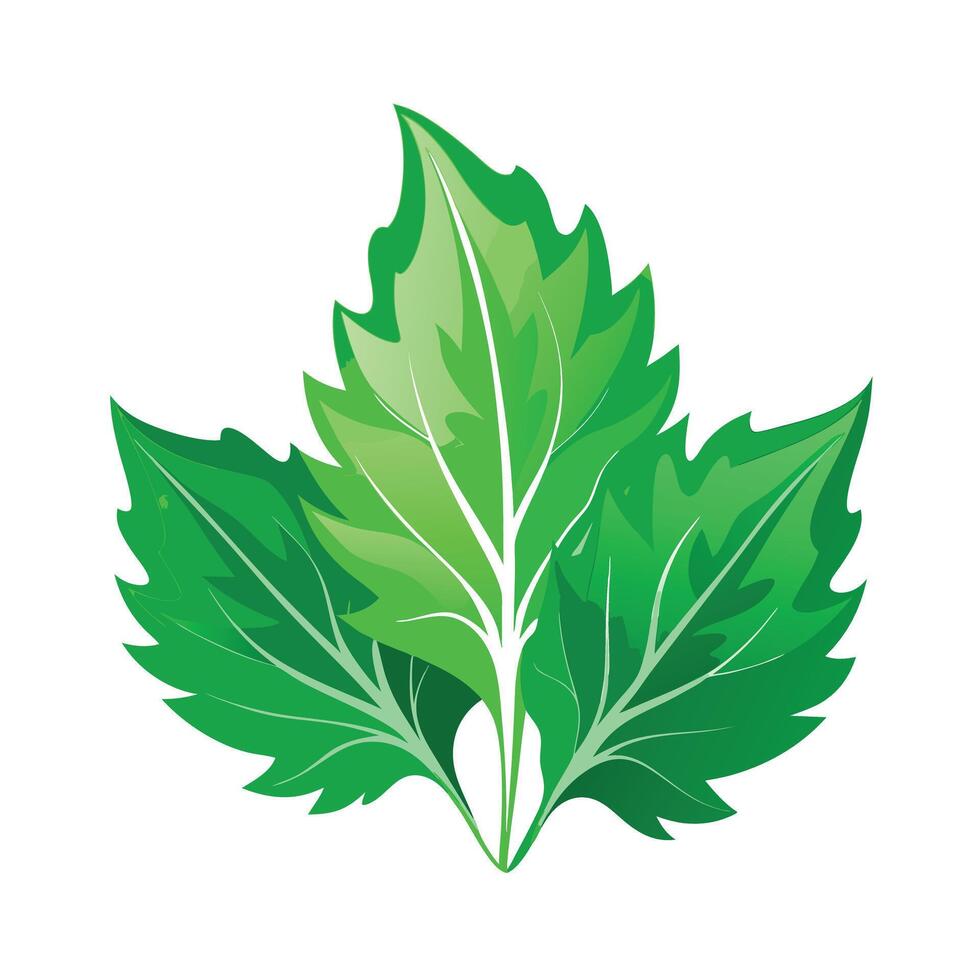 Realistic Beautiful Leaves Illustration vector