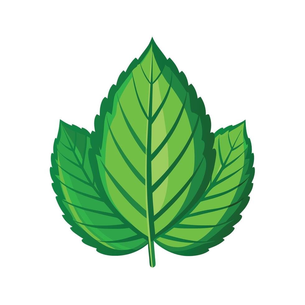 Realistic Beautiful Leaves Illustration vector