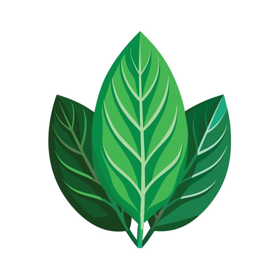 Realistic Beautiful Leaves Illustration vector