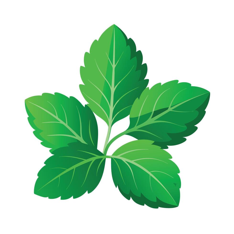 Realistic Beautiful Leaves Illustration vector
