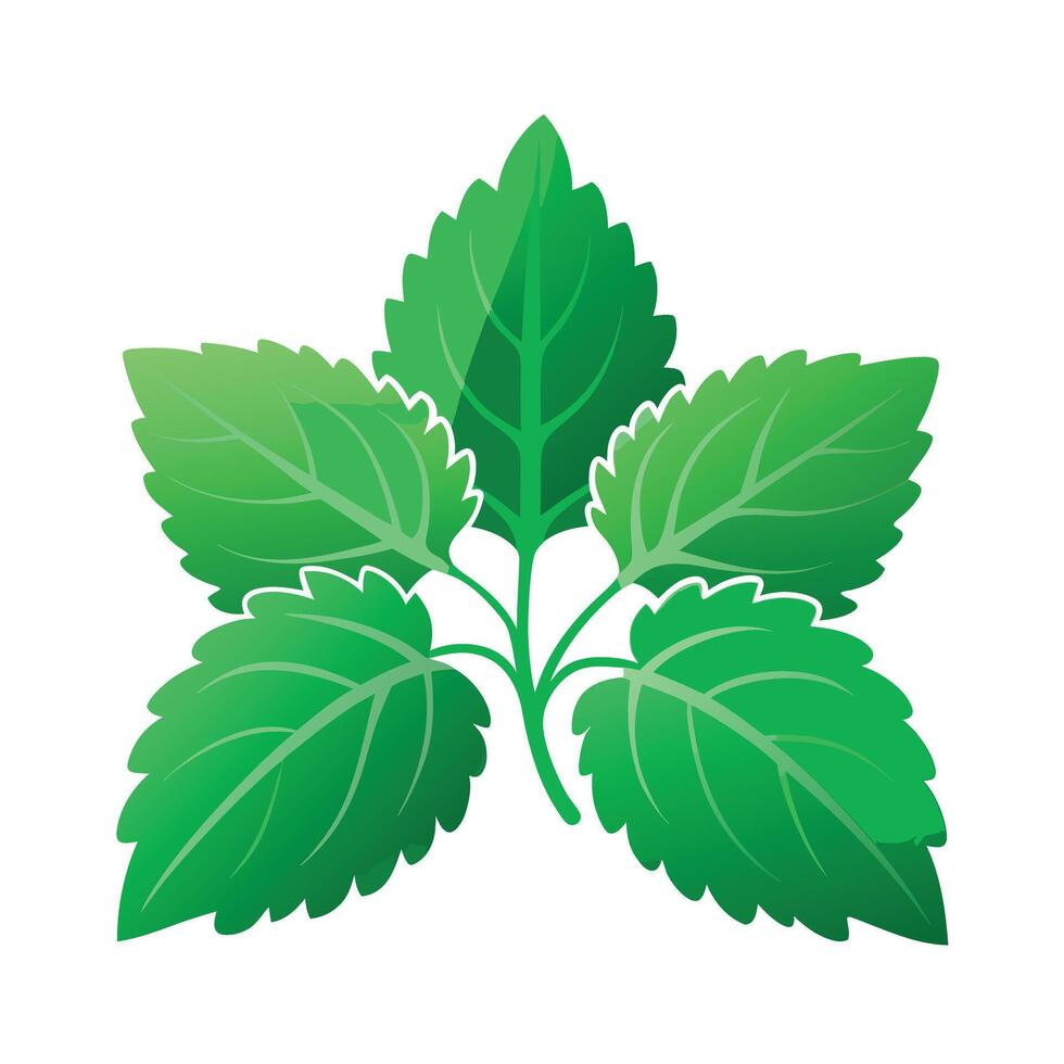 Realistic Beautiful Leaves Illustration vector