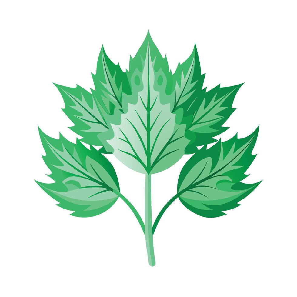 Realistic Beautiful Leaves Illustration vector