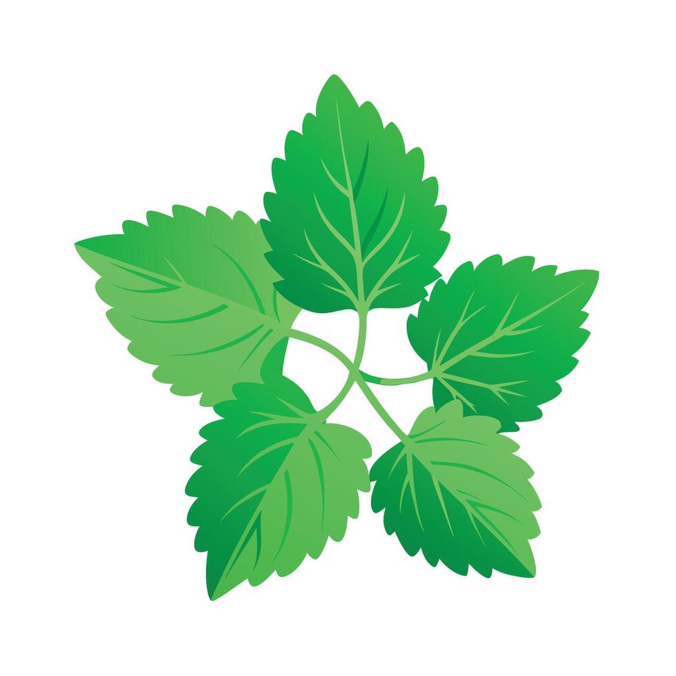 Realistic Beautiful Leaves Illustration vector