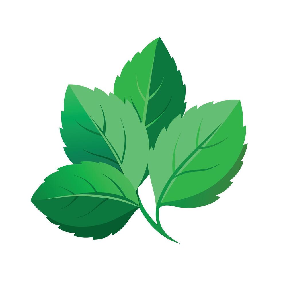 Realistic Beautiful Leaves Illustration vector