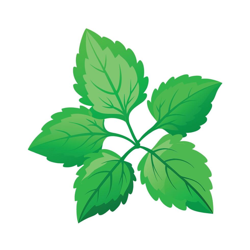 Realistic Beautiful Leaves Illustration vector