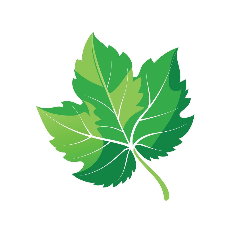 Realistic Beautiful Leaves Illustration vector